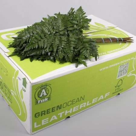 Leatherleaf - Rumora (Medium Green Ocean) 45cm