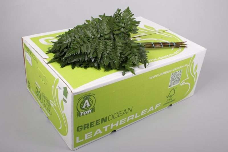 Leatherleaf - Rumora (Medium Green Ocean) 45cm