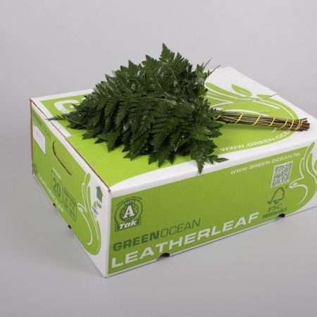 Leatherleaf - Rumora (Junior Green Ocean) 35cm
