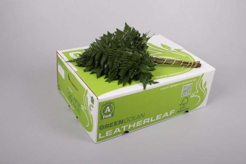 Leatherleaf - Rumora (Junior Green Ocean) 35cm