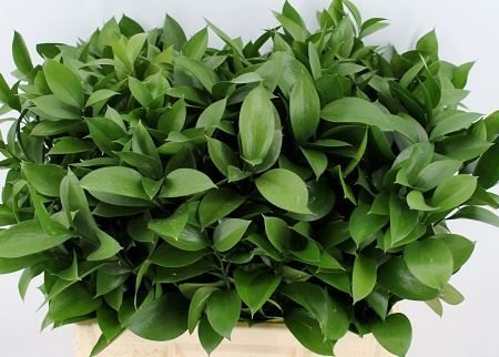 Ruscus Hypophyllum- 60 cm