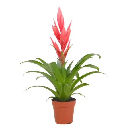 Tillandsia Cyanea- Szakállbromélia (Ziva)12/45cm