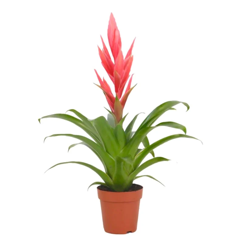 Tillandsia Cyanea- Szakállbromélia (Ziva)12/45cm