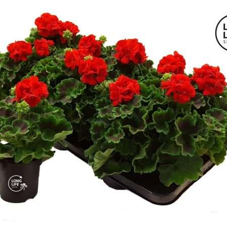 Pelargonium- Muskátli (Toscana Senna) 10,5/22cm