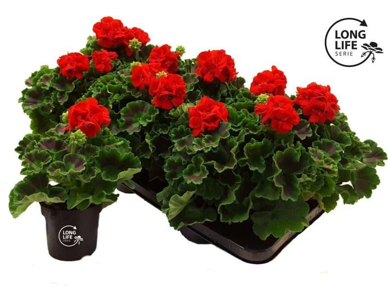 Pelargonium- Muskátli (Toscana Senna) 10,5/22cm