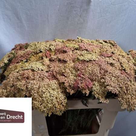 Achillea Millefolium- Közönséges cickafark (Lachsschonheit) 55cm