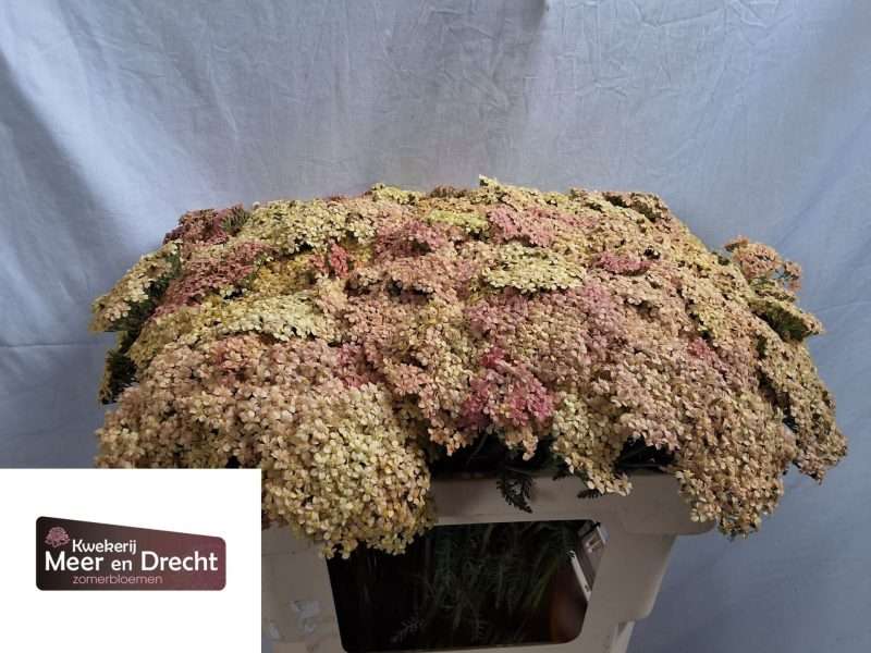 Achillea Millefolium- Közönséges cickafark (Lachsschonheit) 55cm