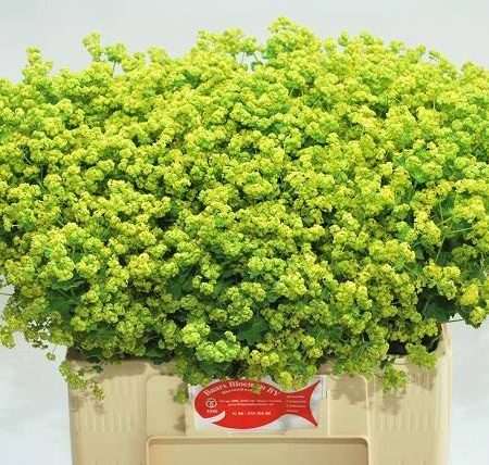 Alchemilla mollis- Lágyszőrű palástfű (Robustica) 60cm