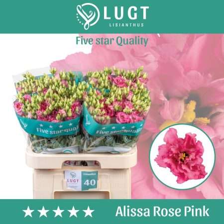 Rózsaszín Lisianthus (Double Alissa Rose Pink) 70cm