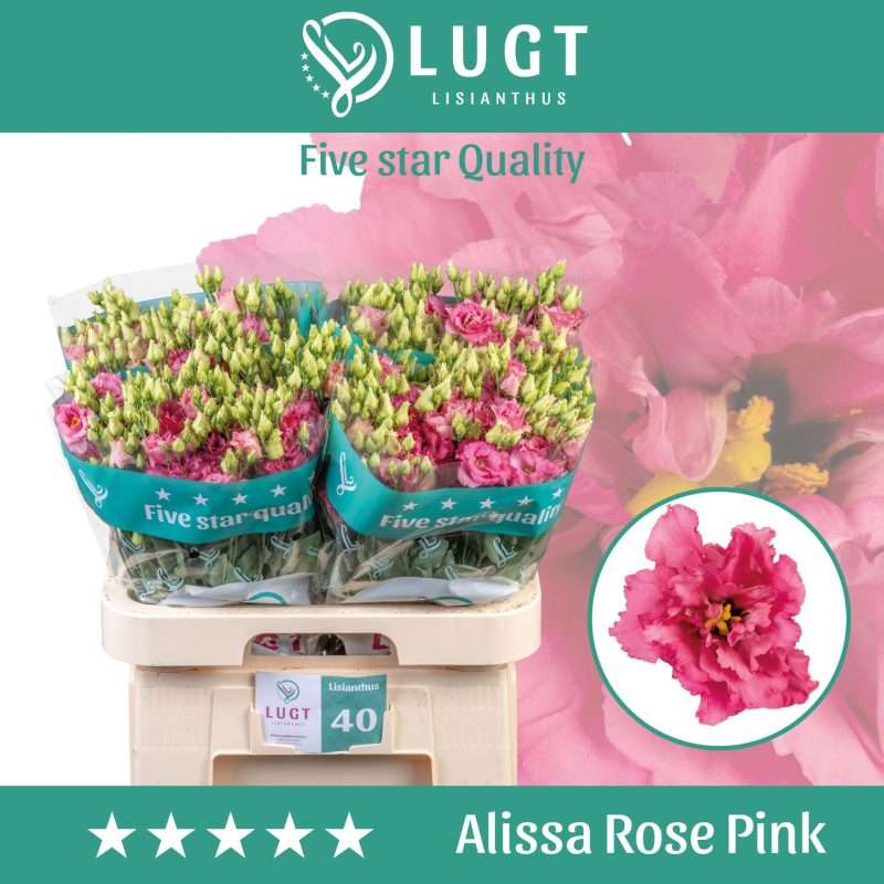 Rózsaszín Lisianthus (Double Alissa Rose Pink) 70cm