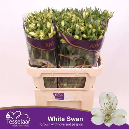 Alstroemeria (White Swan)- Fehér 75cm