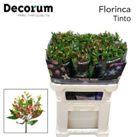 Alstroemeria (Flor Tinto) 75cm