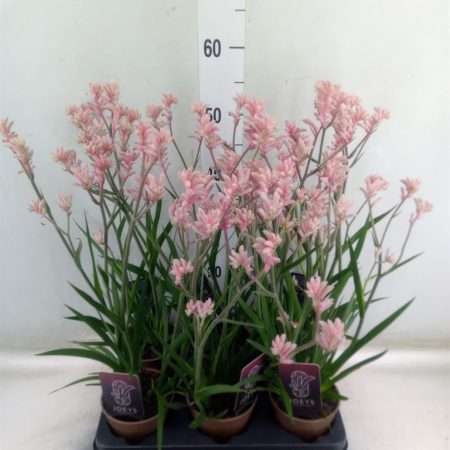 Anigozanthos-Rózsaszín Kengurumancs - 12/46cm