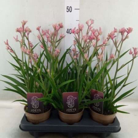 Anigozanthos-Rózsaszín Kengurumancs - 12/45cm