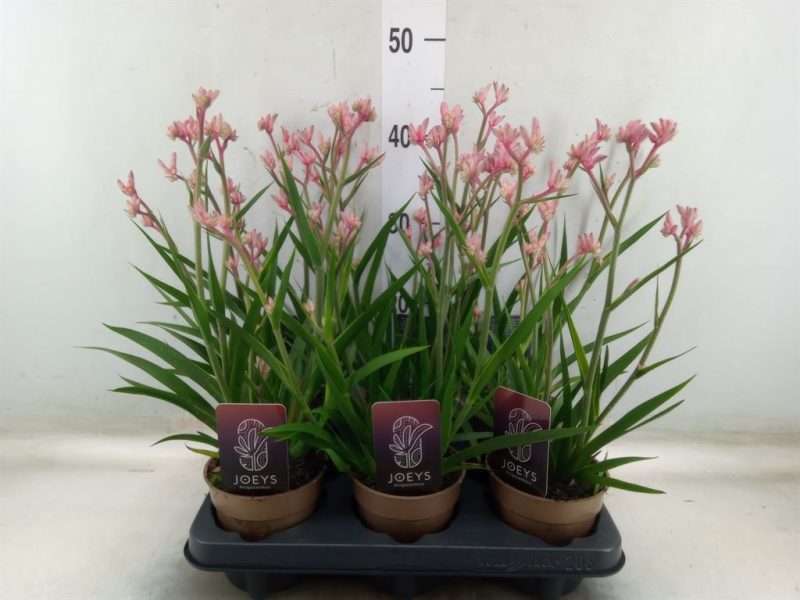 Anigozanthos-Rózsaszín Kengurumancs - 12/45cm