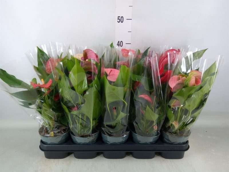 Anthurium- Flamingó (Basic Line Mix) 12/43cm