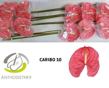 Anthurium- Flamingó (Caribo)- Piros