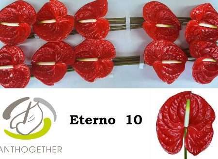 Anthurium- Flamingó (Eterno)