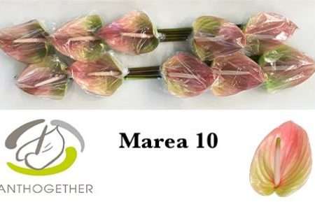 Anthurium- Flamingó (Marea)