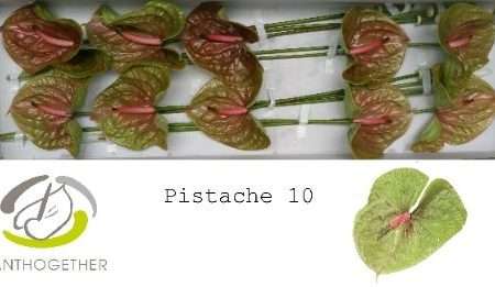 Anthurium- Flamingó (Pistache)- Zöld