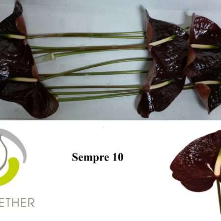 Bordó Anthurium- Flamingó (Sempre)