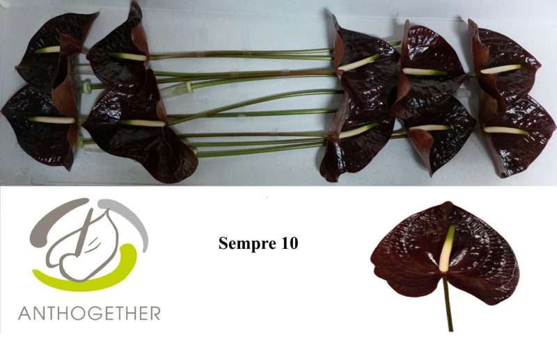 Bordó Anthurium- Flamingó (Sempre)