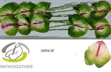 Anthurium- Flamingó (Zafira)