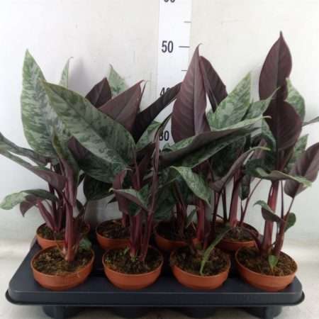 Apoballis acuminatissima 12/35cm