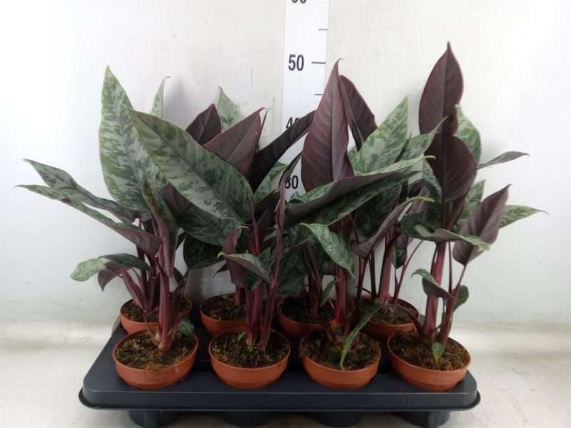 Apoballis acuminatissima 12/35cm
