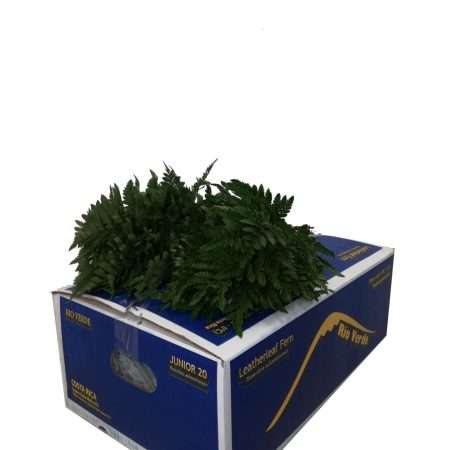 Leatherleaf - Rumora (Medium) 40cm