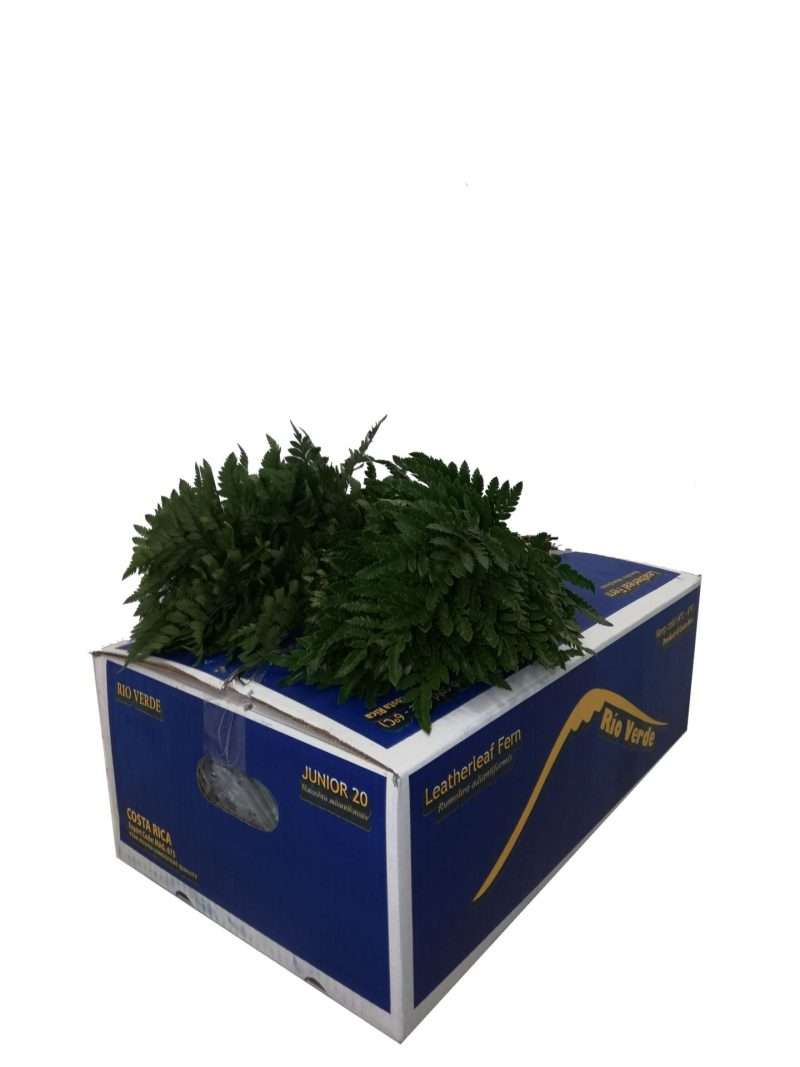 Leatherleaf - Rumora (Medium) 40cm
