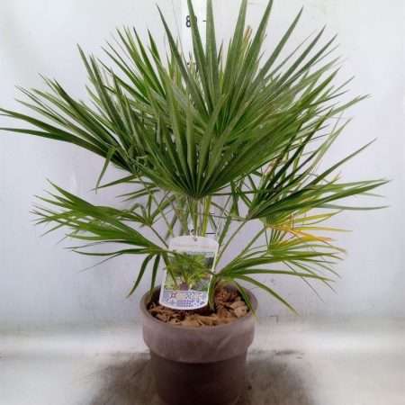 Arrangements (Chamaerops humilis Terraspot) 25cm
