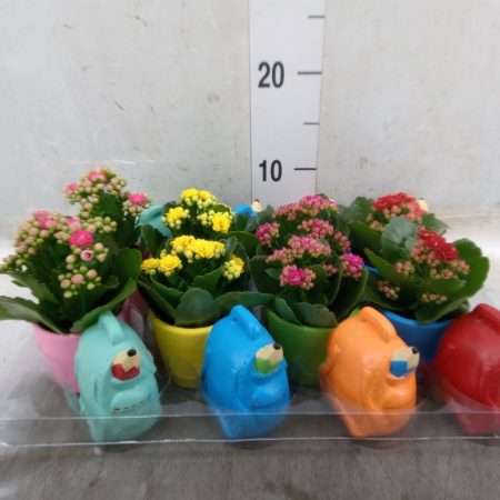 Arrangements (Iskolai Hátizsák) 14cm