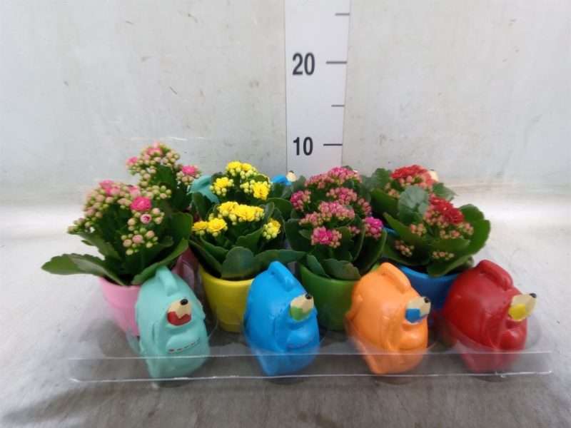Arrangements (Iskolai Hátizsák) 14cm