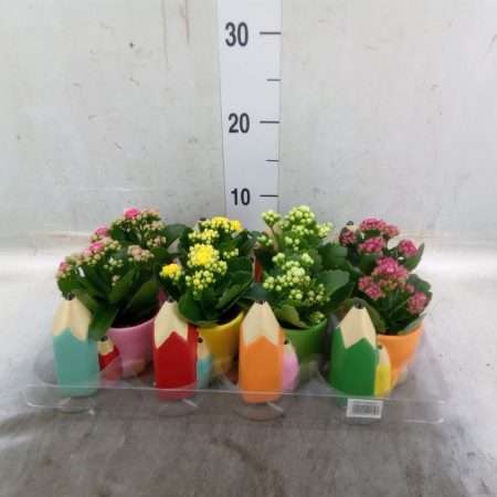 Arrangements (Ceruza Kaspó) 12cm