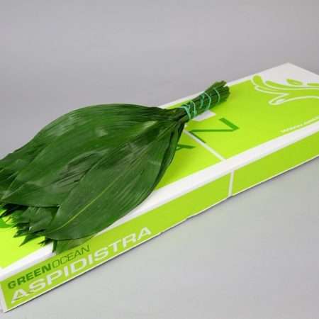 Aspidistra (Queens) 60 cm