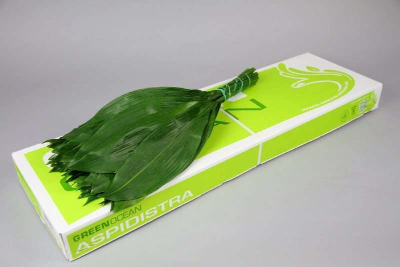 Aspidistra (Queens) 60 cm