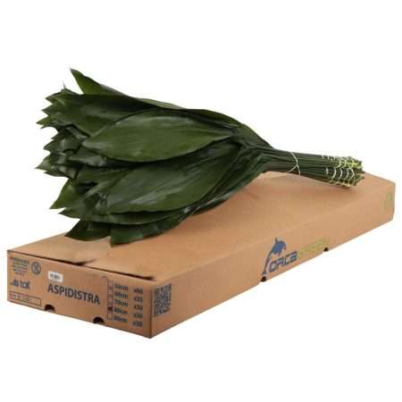 Aspidistra (Queens) 60 cm