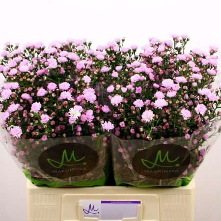 Aster- Őszirózsa (Double Date Pink) 60cm