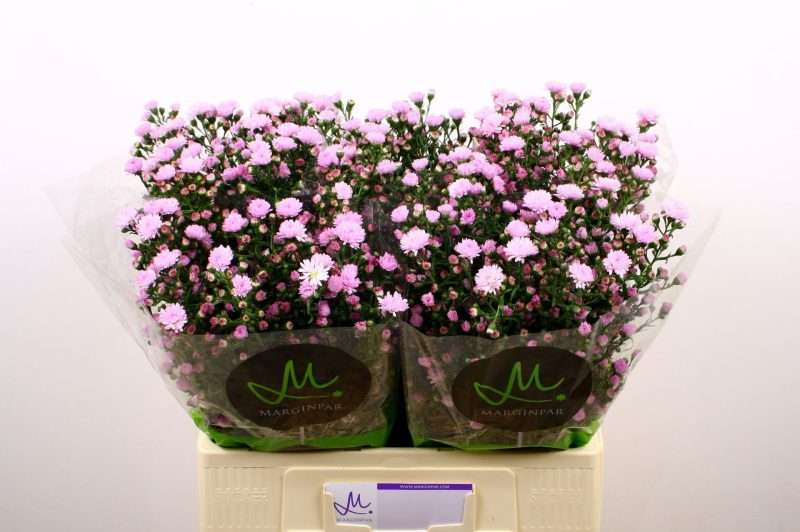 Aster- Őszirózsa (Double Date Pink) 60cm