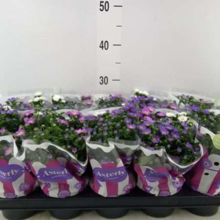 Aster Novi Belgii- Kopasz Őszirózsa (Starletta Mix) 12/25cm