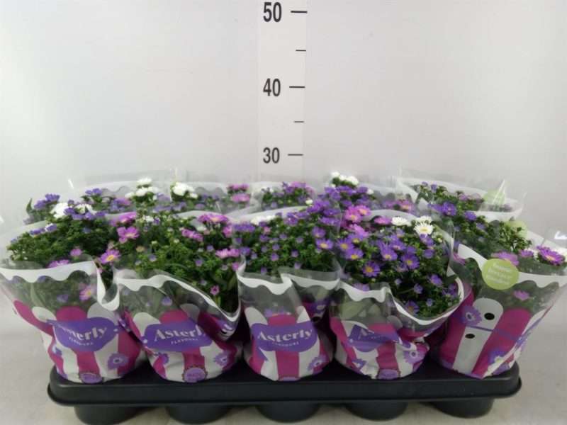 Aster Novi Belgii- Kopasz Őszirózsa (Starletta Mix) 12/25cm