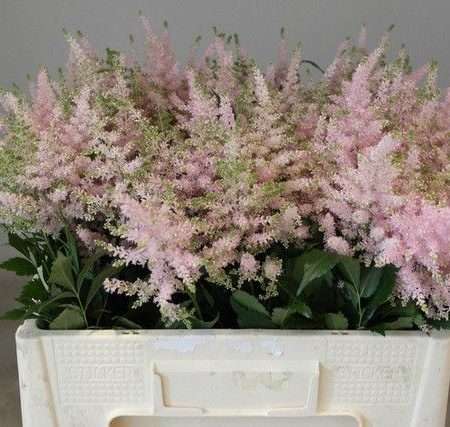 Astilbe- Kerti Tollbuga (Europa) 55cm