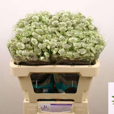 Astrantia (Billion Stars XL)- Fehér 50cm