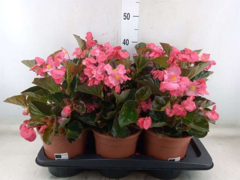 Begonia (Big Rose-Bronze Leaf) 17/45cm