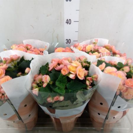 Begonia (Double Hailey Sunset) 14/31cm