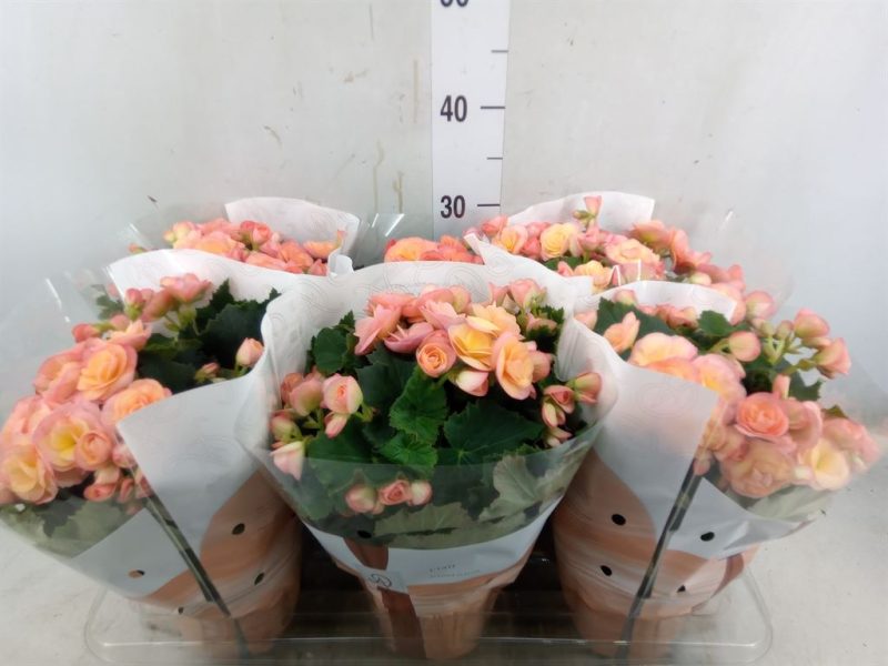 Begonia (Double Hailey Sunset) 14/31cm