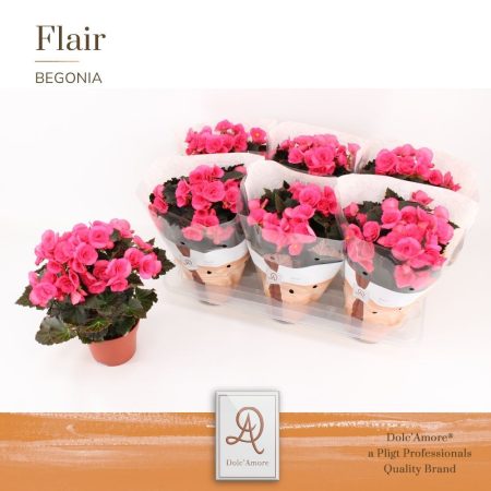 Begonia (Double Adonia Pink) 14/31cm
