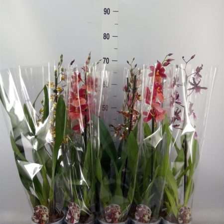 Cambria Orchidea (Mix/1 ágú) 12/60cm