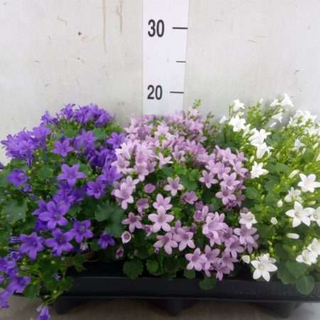 Campanula- Harangvirág (Mixtray) 11/20cm
